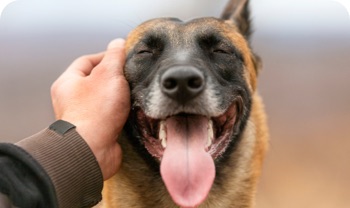dog_mao